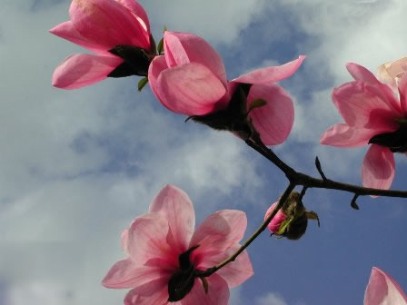 fiori